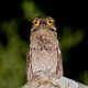 Illustration for article titled This Freaky Bird Looks Like a Cartoon Character